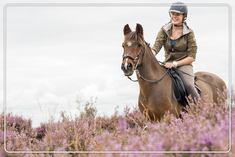 leuke dingen paard