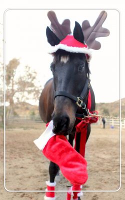 cadeaus-paardenliefhebber