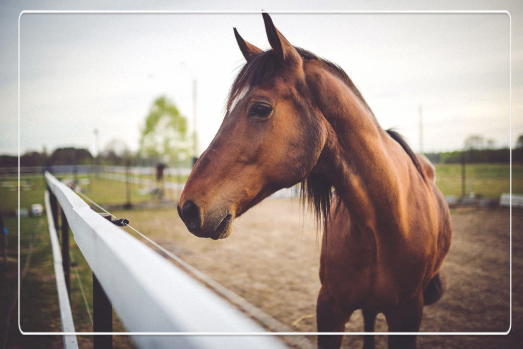 paard kopen? Bekijk de blog van QUUS.nl!