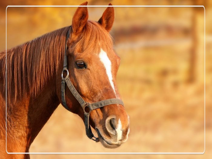 tips voor het kopen van een paard tips voor het kopen van een paard