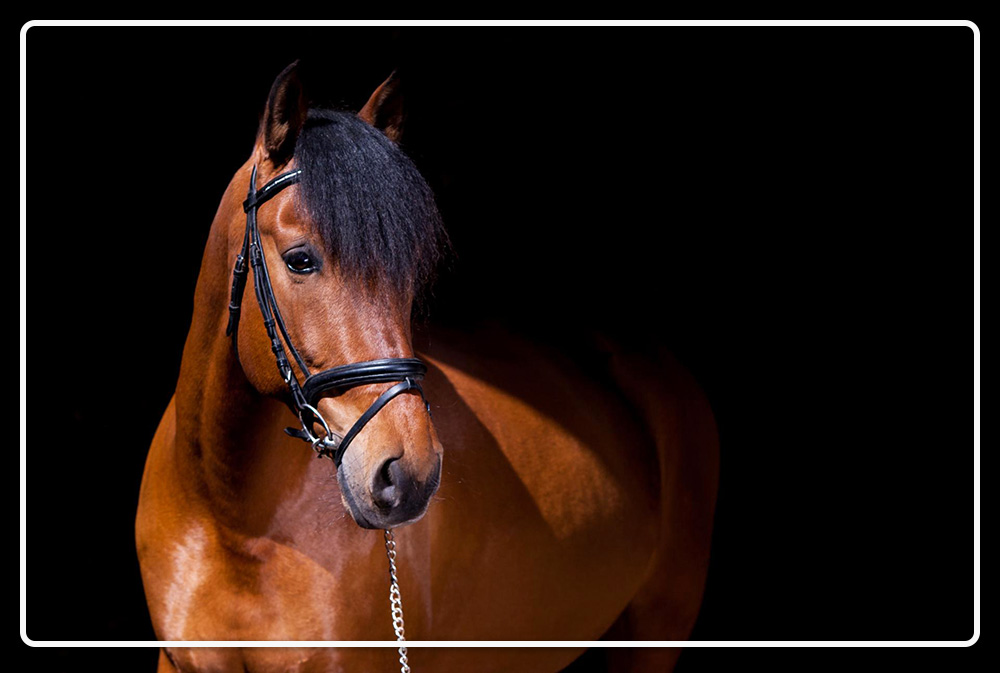 catalogus demonstratie Verplicht Bekijk de paarden fotografie tips van QUUS!