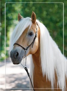 Haflinger paard