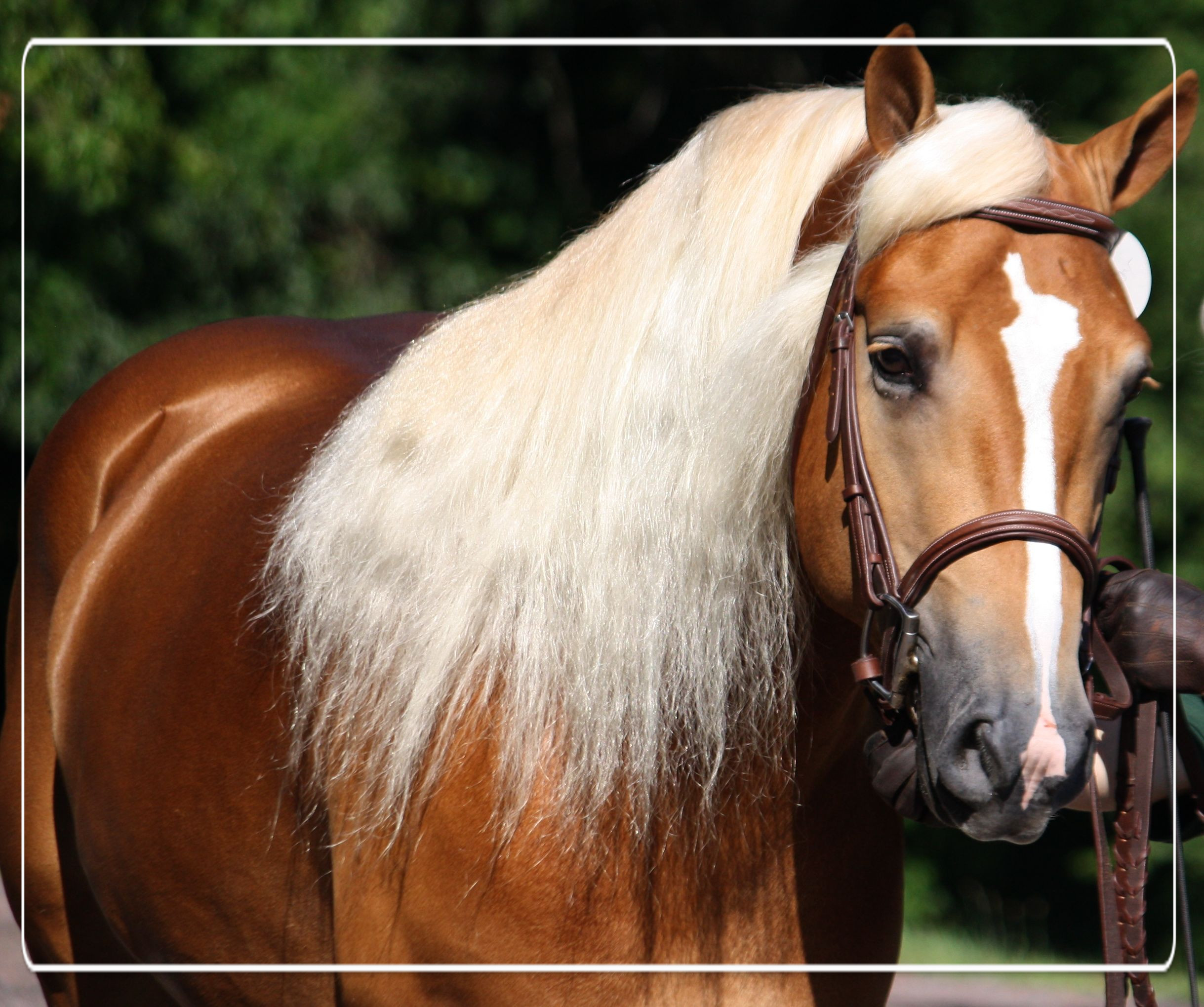 Ben jij ook verliefd het Haflinger paard?