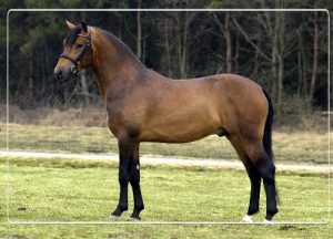 New forest pony