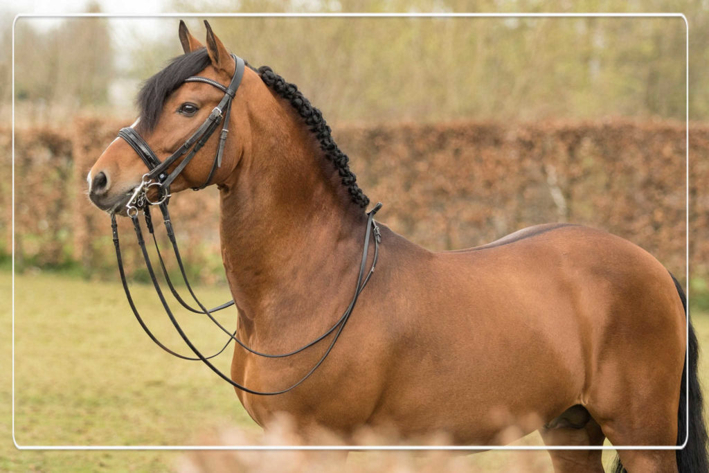 new forest pony