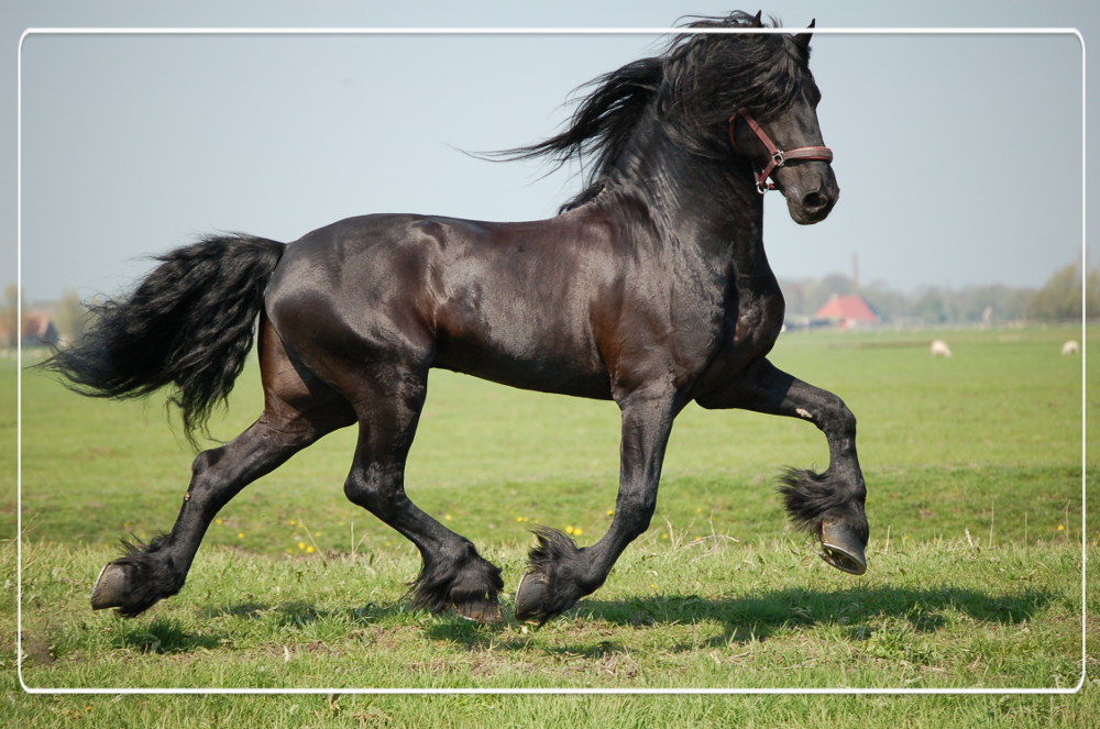 slim tellen amusement Friese paard • QUUS.nl