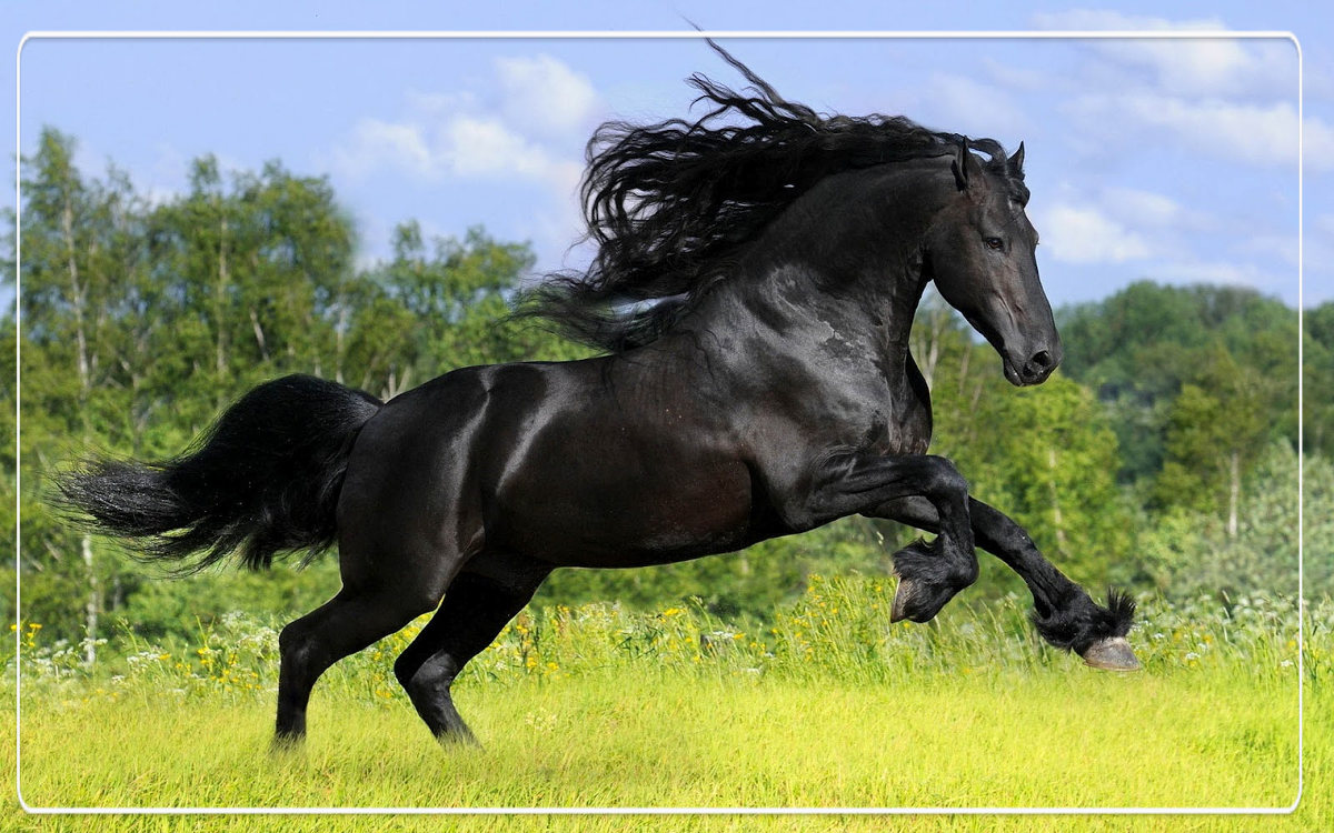 Friese paard • QUUS.nl Friese paard • QUUS.nl