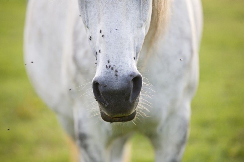 Vliegen bij paard