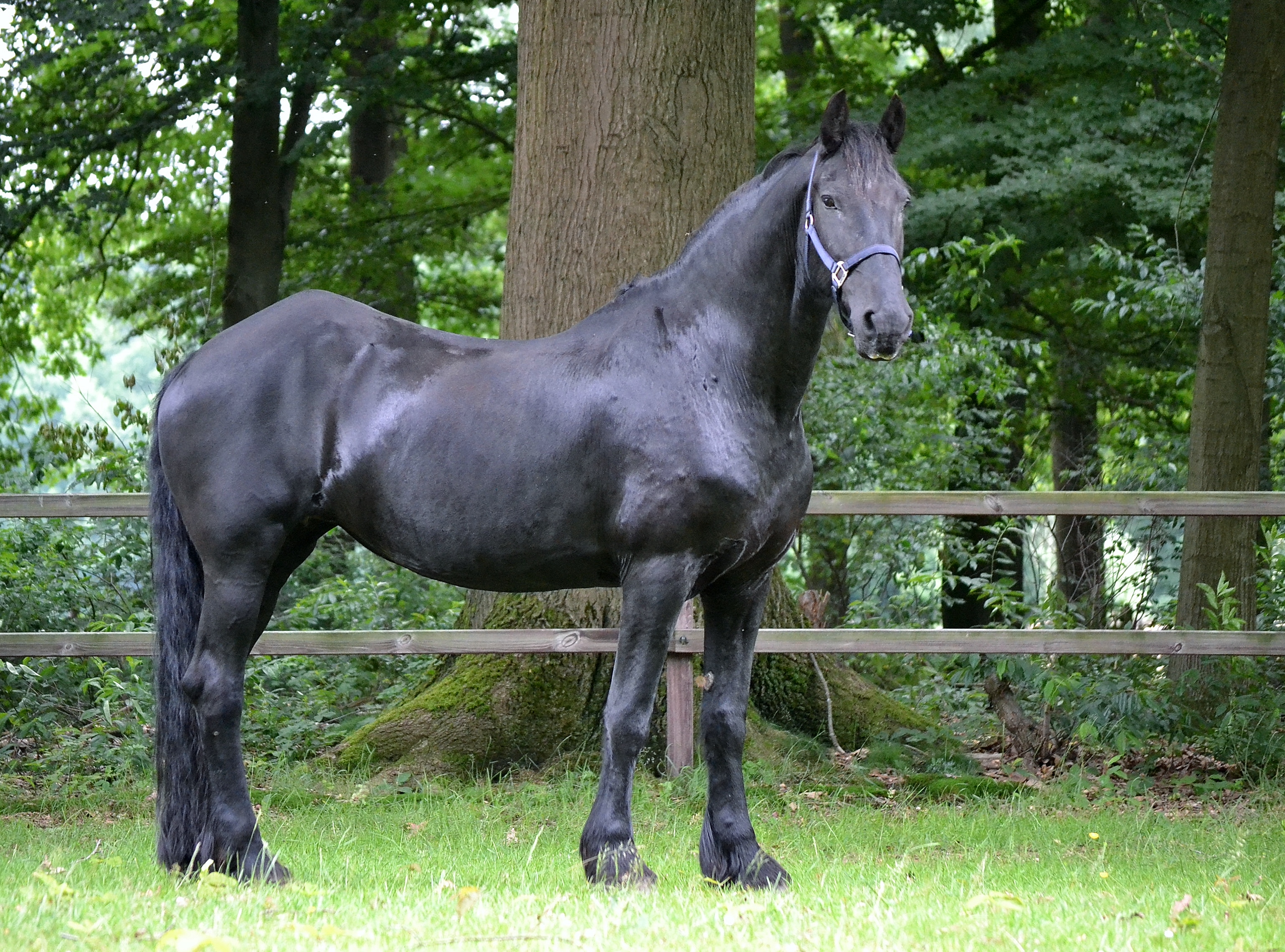 Friese merrie • QUUS.nl