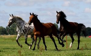zomer tips paard