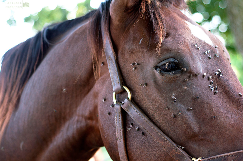 last van vliegen rondom je paard