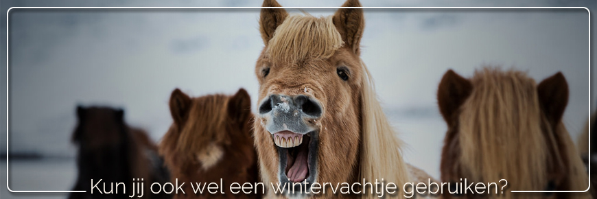 Wintervachtje nodig voor je paard?