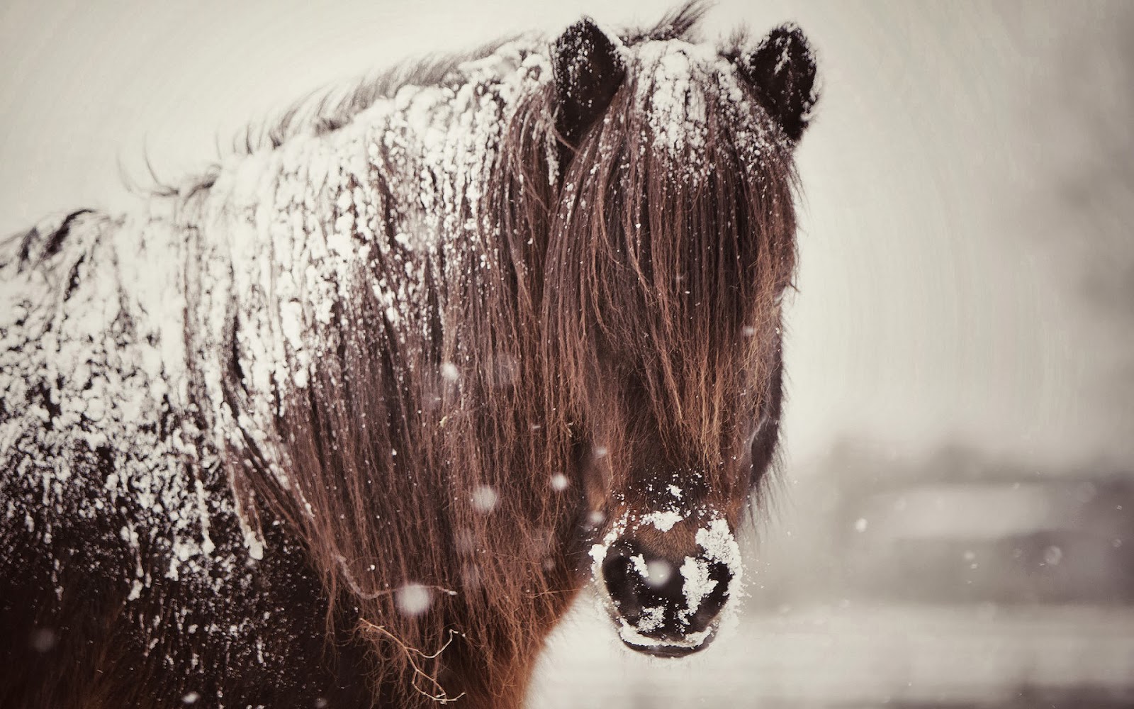 heeft-jouw-paard-het-koud-in-de-winter-quus-nl