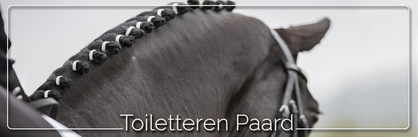 Toiletteren paard