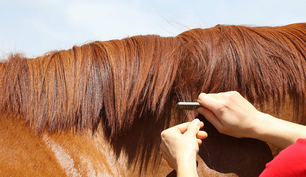 hoe toiletteer je een paard