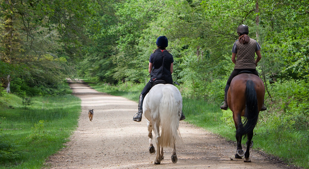 trainingsschema voor je paard