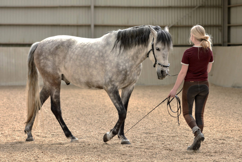 grondwerken met je paard