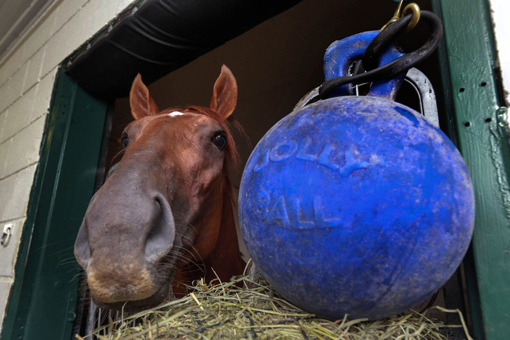 paard verveelt zich op stal