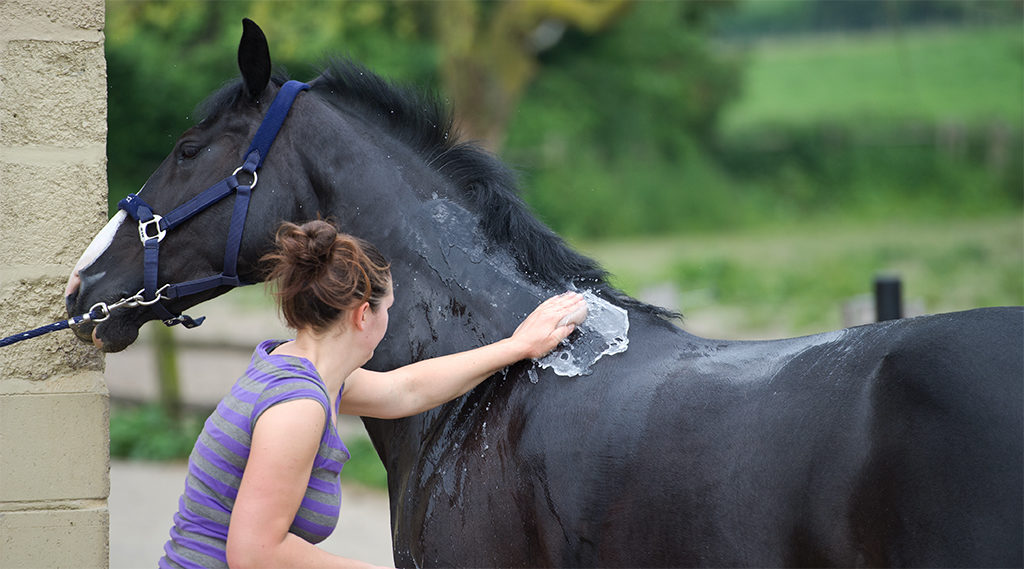 paard wedstrijdklaar maken