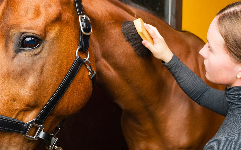 Oraal toonhoogte Staren Je paard poetsen, hoe doe je dat? • QUUS.nl